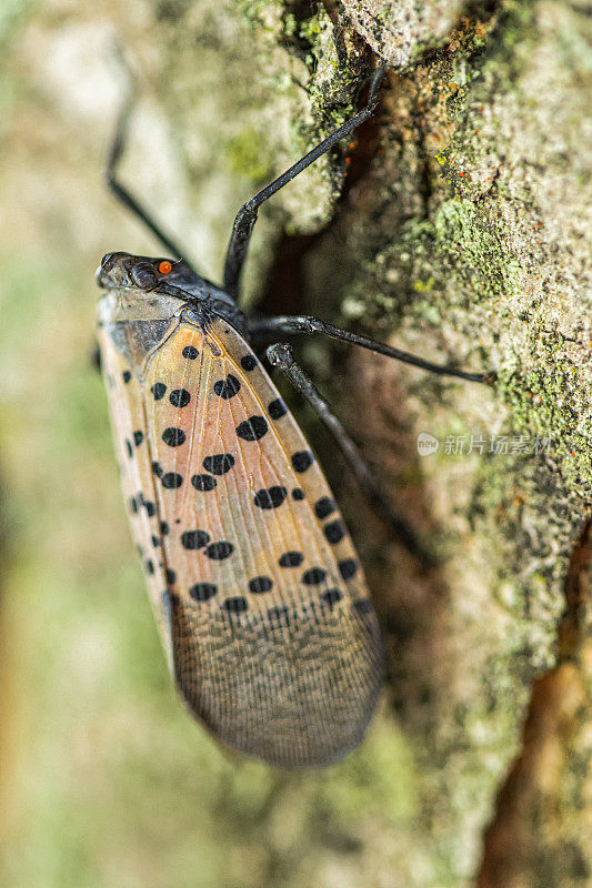 一个斑点灯笼蝇(Lycorma delicatula)爬上枫树树干在马里兰州东北部的特写